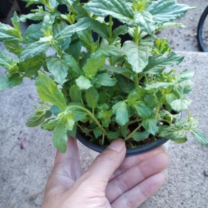 Peppermint Live Plant – 6 Inch Pot – Fragrant Culinary Herb - Image 2