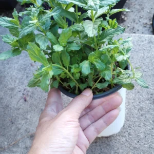 Peppermint Live Plant – 6 Inch Pot – Fragrant Culinary Herb - Image 1