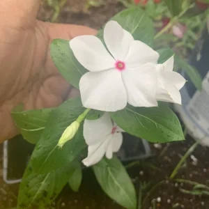 Periwinkle Vinca Seed Mix - Dwarf Little Mix Groundcover Seeds for Full Sun - Image 1