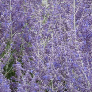 Perovskia Russian Sage 'Little Spire' Live Plant - Starter Size, Zones 5-9 - Image 3