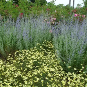 Perovskia Russian Sage 'Little Spire' Live Plant - Starter Size, Zones 5-9 - Image 1