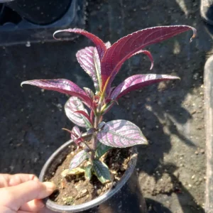 Persian Shield Live Plant, 6 Inch Pot, Indoor Houseplant - Image 4