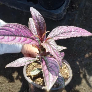 Persian Shield Live Plant, 6 Inch Pot, Indoor Houseplant - Image 5