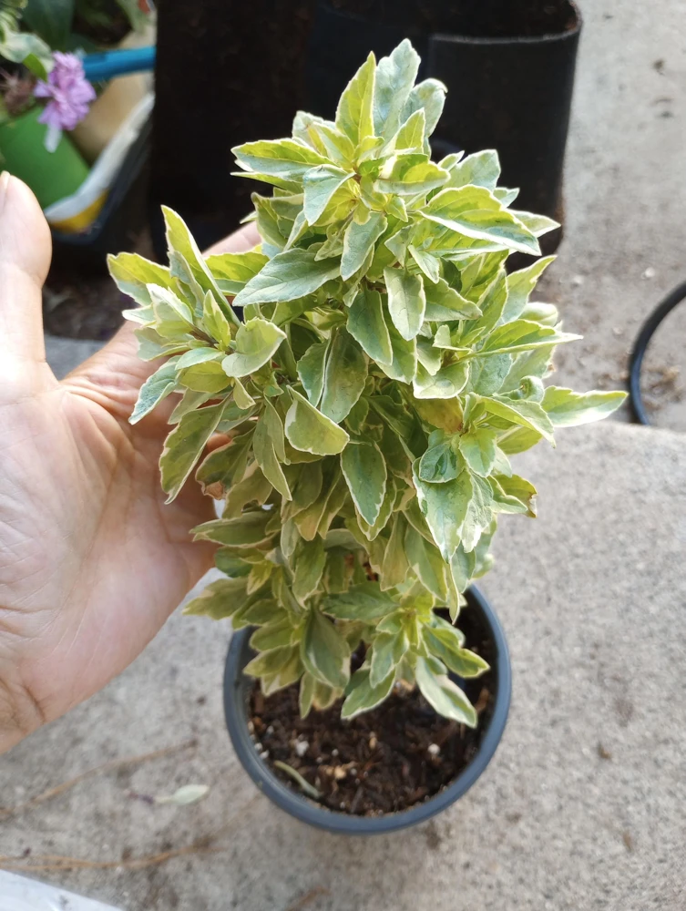 Pesto Perpetuo Basil Live Plant – 6 Inch Pot – Fragrant Herb - Image 1