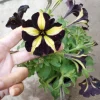 Petunia Live Plant - Vibrant Flowers in 6 inch High Pot for Garden - Image 1