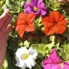 Petunia Mixed Colors Live Plant – 6 Set in 3-inch Pots – Outdoor Flowers - Image 1