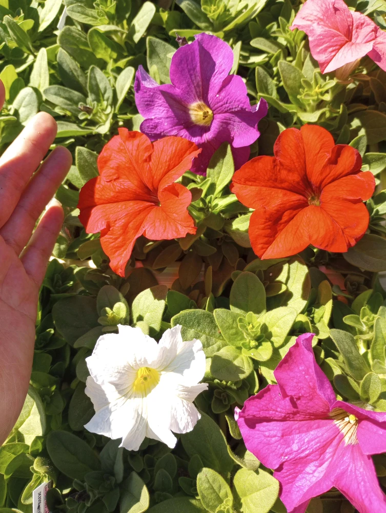 Petunia Mixed Colors Live Plant – 6 Set in 3-inch Pots – Outdoor Flowers - Image 1