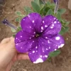 Petunia Sky Live Plant – 6 Inch Pot – Vibrant Flowering Annual - Image 1