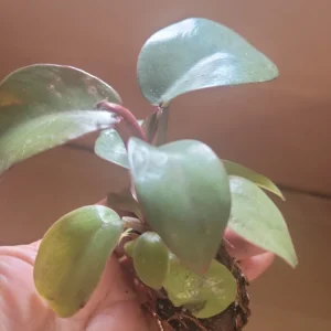 Philodendron Black Cardinal Live Plant – 2 inch Potted Houseplant – Indoor - Image 3