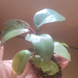 Philodendron Black Cardinal Live Plant – 2 inch Potted Houseplant – Indoor - Image 1