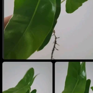 Philodendron Burle Marx Cutting – Live Plant – Air Roots, Multiple Nodes – Indoor & Outdoor - Image 1