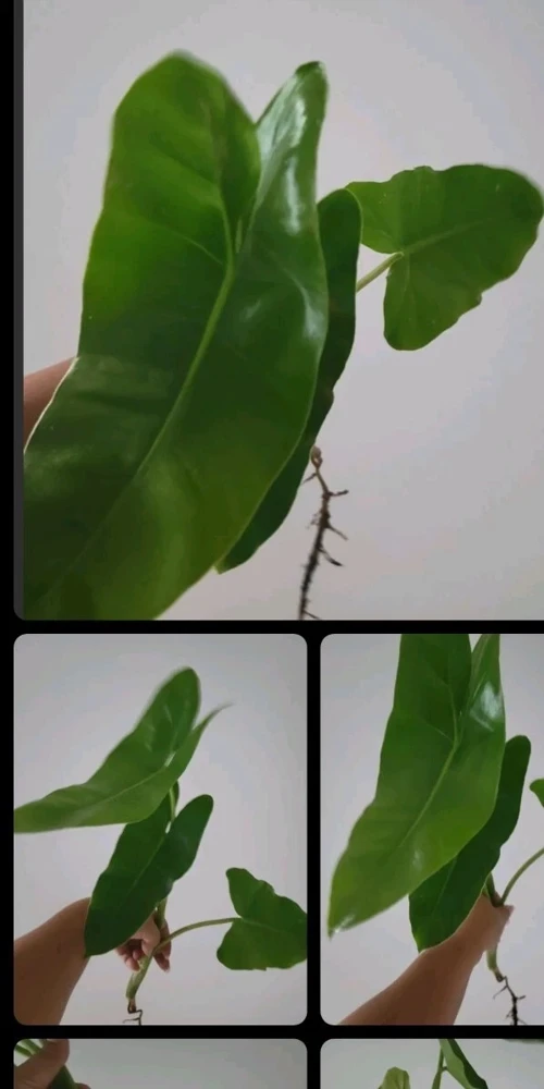 Philodendron Burle Marx Cutting – Live Plant – Air Roots, Multiple Nodes – Indoor & Outdoor - Image 1