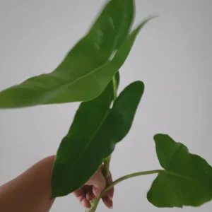 Philodendron Burle Marx Live Cutting - 4-6 inch Indoor & Outdoor Plant - Image 2