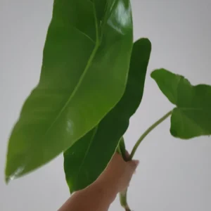 Philodendron Burle Marx Live Cutting - 4-6 inch Indoor & Outdoor Plant - Image 3
