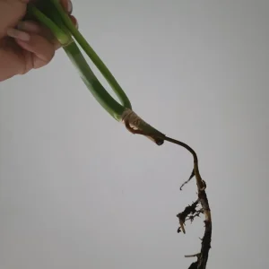 Philodendron Burle Marx Live Cutting - 4-6 inch Indoor & Outdoor Plant - Image 4