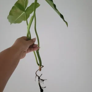 Philodendron Burle Marx Live Cutting - 4-6 inch Indoor & Outdoor Plant - Image 5