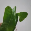 Philodendron Burle Marx Live Cutting - 4-6 inch Indoor & Outdoor Plant - Image 1