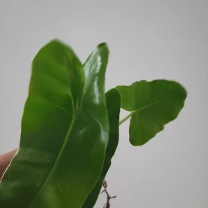 Philodendron Burle Marx Live Cutting - 4-6 inch Indoor & Outdoor Plant - Image 1