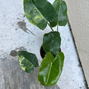 Philodendron Burle Marx Live Plant – Indoor Foliage Houseplant - Image 2