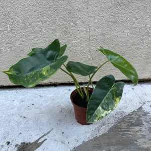 Philodendron Burle Marx Live Plant – Indoor Foliage Houseplant - Image 3