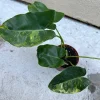 Philodendron Burle Marx Live Plant – Indoor Foliage Houseplant - Image 1