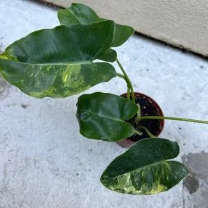 Philodendron Burle Marx Live Plant – Indoor Foliage Houseplant - Image 1