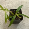 Philodendron Chinchamayense Live Plant – Rare Aroid Houseplant – Indoor Tropical Foliage - Image 1