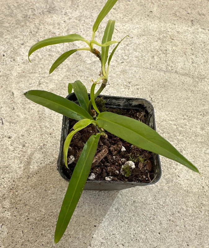 Philodendron Chinchamayense Live Plant - Rare Aroid Houseplant - Image 2