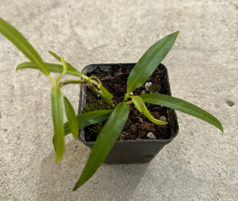 Philodendron Chinchamayense Live Plant - Rare Aroid Houseplant - Image 1
