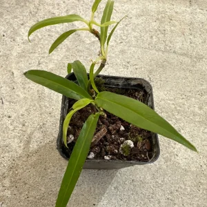 Philodendron Chinchamayense Live Plant – Rooted Aroid Collector's Item - Image 2