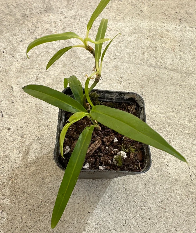 Philodendron Chinchamayense Live Plant – Rooted Aroid Collector's Item - Image 2