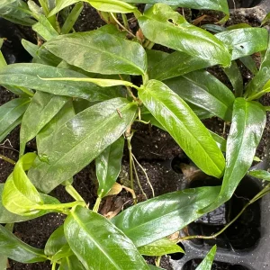 Philodendron Chinchamayense Live Plant – Rooted Aroid Collector's Item - Image 3