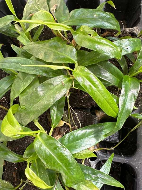 Philodendron Chinchamayense Live Plant – Rooted Aroid Collector's Item - Image 3