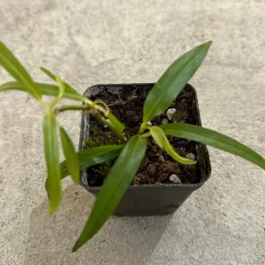 Philodendron Chinchamayense Live Plant – Rooted Aroid Collector's Item - Image 1