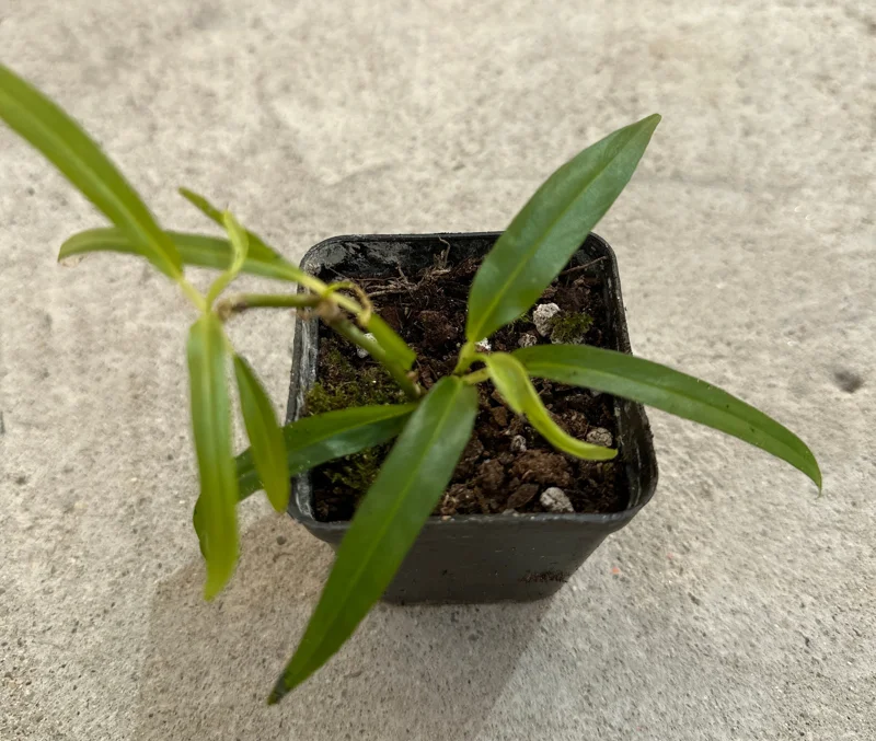 Philodendron Chinchamayense Live Plant – Rooted Aroid Collector's Item - Image 1