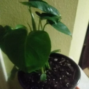 Philodendron Monstera Live Plant – 6 inch Potted Houseplant – Indoor - Image 2