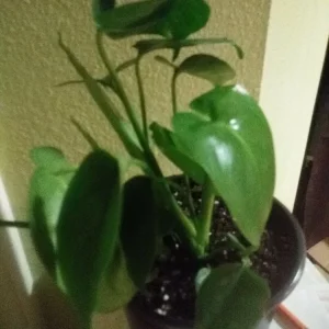 Philodendron Monstera Live Plant – 6 inch Potted Houseplant – Indoor - Image 3