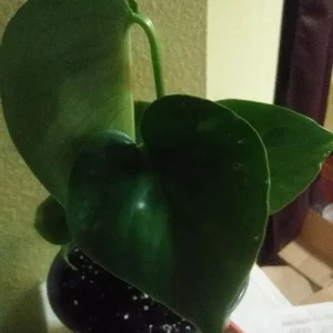 Philodendron Monstera Live Plant – 6 inch Potted Houseplant – Indoor - Image 4