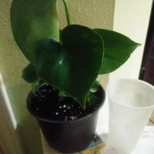 Philodendron Monstera Live Plant – 6 inch Potted Houseplant – Indoor - Image 5