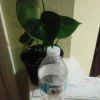 Philodendron Monstera Live Plant – 6 inch Potted Houseplant – Indoor - Image 1