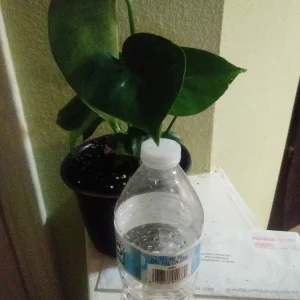 Philodendron Monstera Live Plant – 6 inch Potted Houseplant – Indoor - Image 1