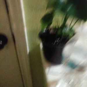 Philodendron Monstera Live Plant – 6 inch Potted Houseplant – Indoor - Image 6