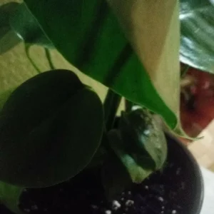 Philodendron Monstera Live Plant – 6 inch Potted Houseplant – Indoor - Image 7