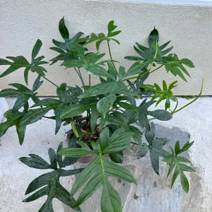 Philodendron pedatum Cutting – Live Plant – One Leaf – Indoor Houseplant - Image 2