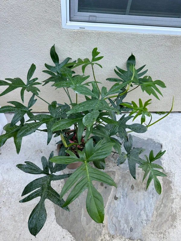 Philodendron pedatum Cutting – Live Plant – One Leaf – Indoor Houseplant - Image 2