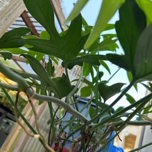 Philodendron pedatum Cutting – Live Plant – One Leaf – Indoor Houseplant - Image 3