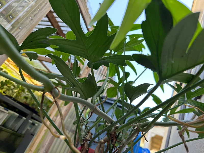 Philodendron pedatum Cutting – Live Plant – One Leaf – Indoor Houseplant - Image 3