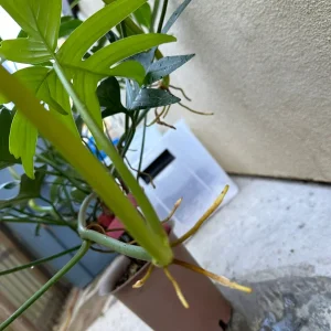 Philodendron pedatum Cutting – Live Plant – One Leaf – Indoor Houseplant - Image 4