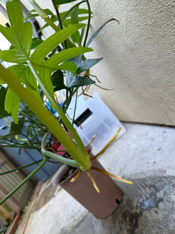 Philodendron pedatum Cutting – Live Plant – One Leaf – Indoor Houseplant - Image 4