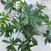 Philodendron pedatum Cutting – Live Plant – One Leaf – Indoor Houseplant - Image 1